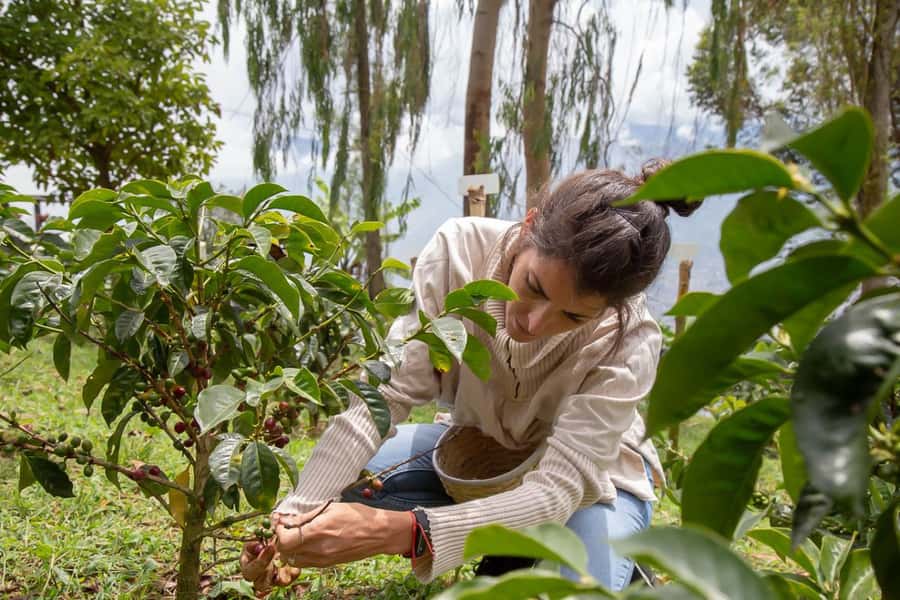 Medellin: Horseback Riding Coffee Farm Tour with Coffee Spa - Key points to know before booking