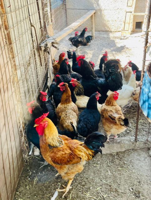 Melanes: Naxos Perivoli Farm & Cooking Class with Wood Fire - Cooking with a wood-fired oven