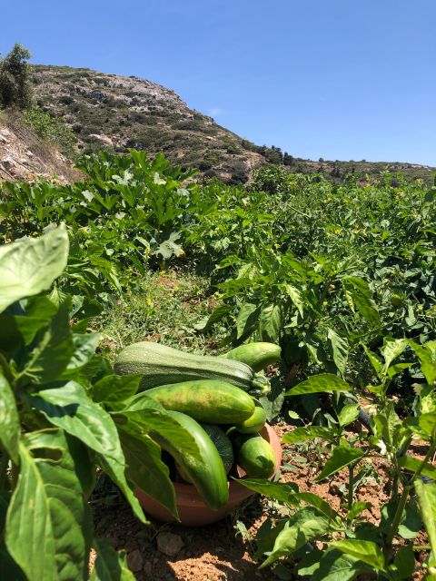 Melanes: Naxos Perivoli Farm & Cooking Class with Wood Fire - Greek dancing and the family welcome