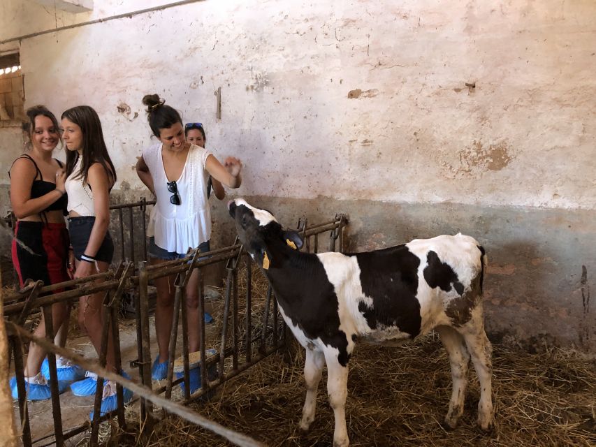 Menorca: Cheesemaking and Farm-Fresh Product Tasting - Accessibility, timing, and cancellation