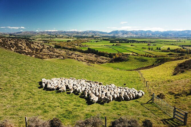 Merino Farm Experience - A real farm visit in Hurunui