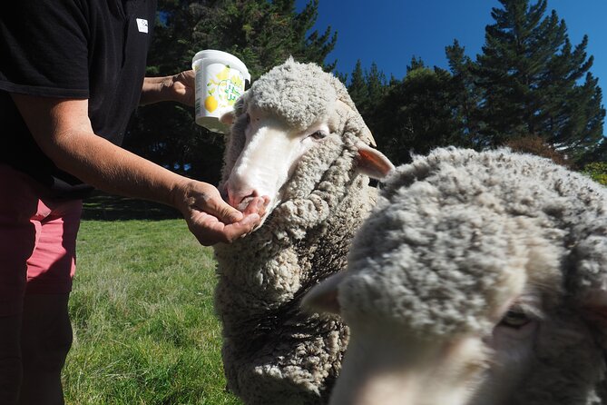 Merino Farm Experience - Meeting the working dogs