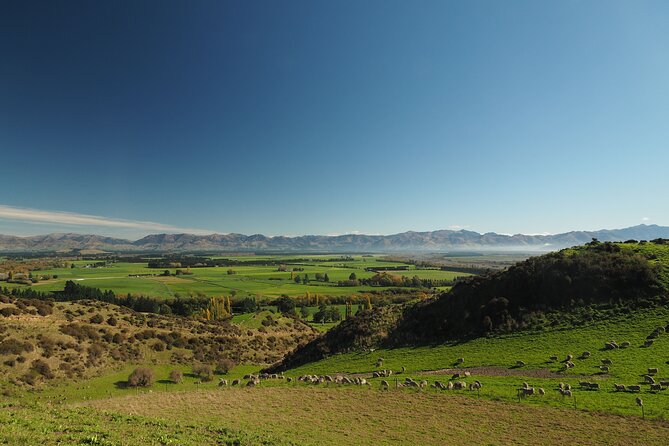 Merino Farm Experience - Feeding sheep and meeting the pet animals