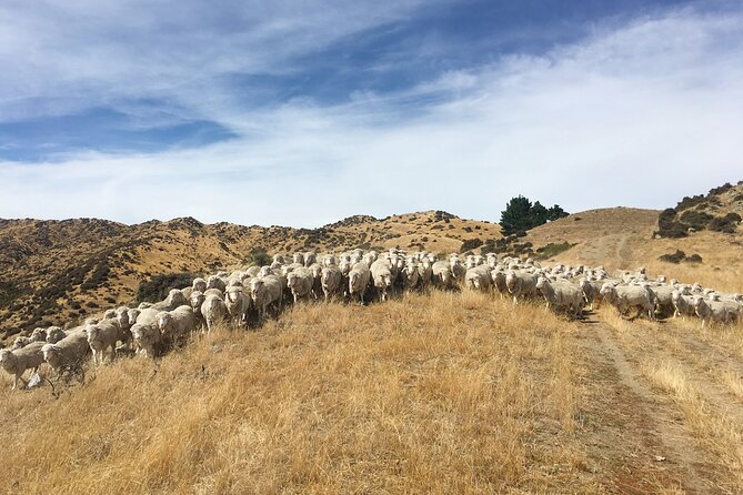 Merino Farm Experience - Why the small group matters
