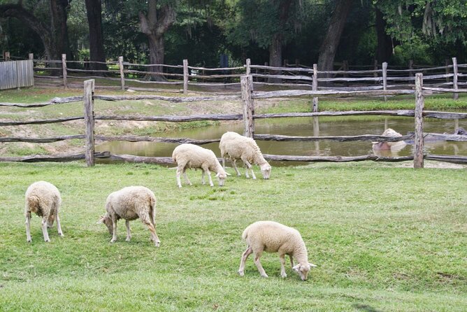 Middleton Plantation-3 hour guided tour- hotel pickup-admission - The guide is the heart of the experience