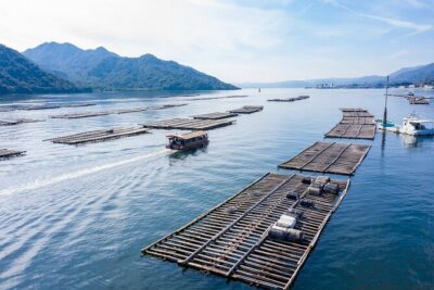 Miyajima Guided Tour and Fresh Oyster Farm Tour