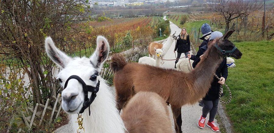 Mödling/Vienna: Scenic Guided Hike with Alpacas and Llamas - Why this makes a good Vienna day trip