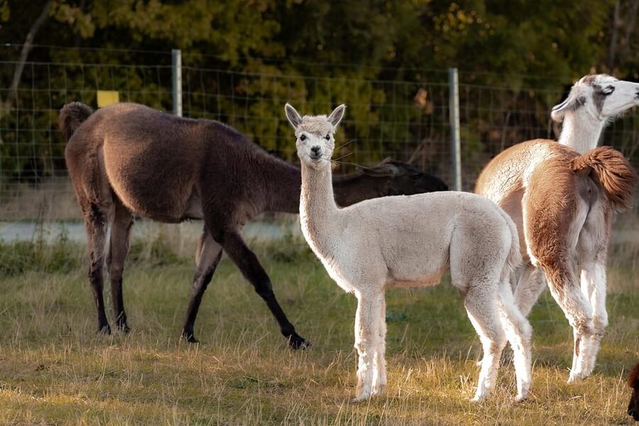 Mödling/Vienna: Scenic Guided Hike with Alpacas and Llamas - The 20-minute countryside pause
