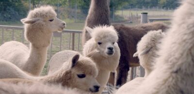 Mödling/Vienna: Scenic Guided Hike with Alpacas and Llamas