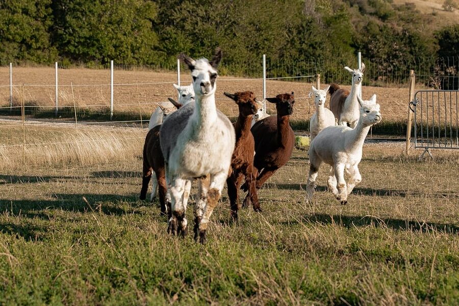 Mödling/Vienna: Scenic Guided Hike with Alpacas and Llamas - Returning through the woods and vineyards