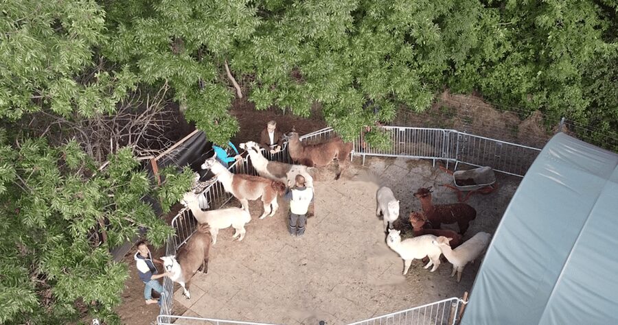 Mödling/Vienna: Scenic Guided Hike with Alpacas and Llamas - What the $58 price includes