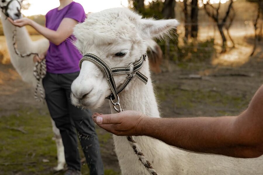 Mödling/Vienna: Scenic Guided Hike with Alpacas and Llamas - Shoes, children, and physical effort