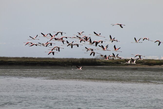 Moliceiro boat trip, with experience in bivalves harvesting - Flora, fauna, and local stories along the channels