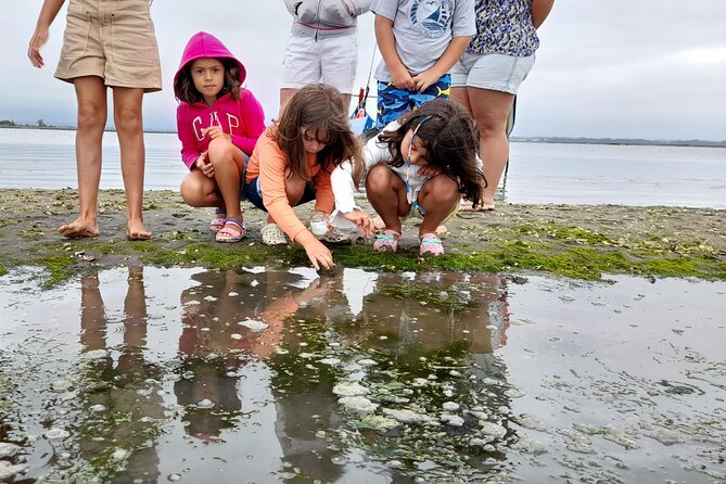 Moliceiro boat trip, with experience in bivalves harvesting - Price, group size, and what you receive