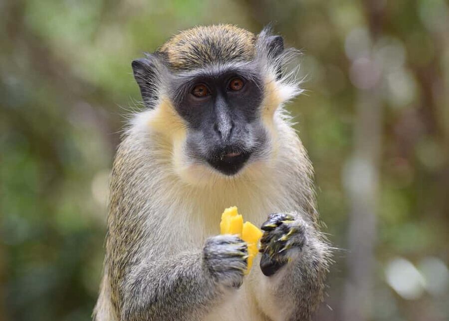 Monkey Feeding & Historic Sugar Plantation & Rum Distillery - Why the green monkeys are the right place to start