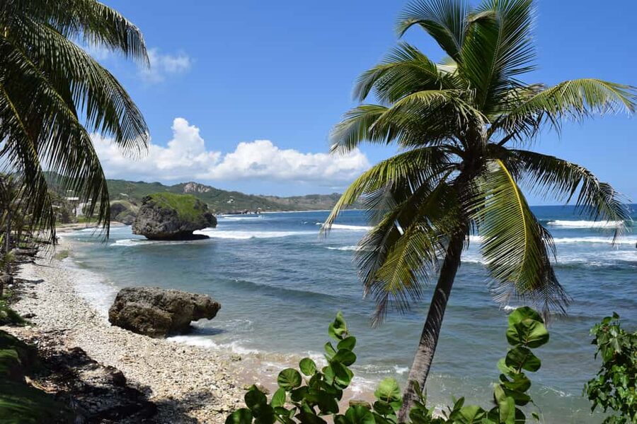 Monkey Feeding & Historic Sugar Plantation & Rum Distillery - The drive turns into an informal Barbados lesson
