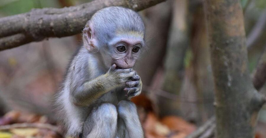 Monkey Feeding & Historic Sugar Plantation & Rum Distillery - Who should book this Barbados tour