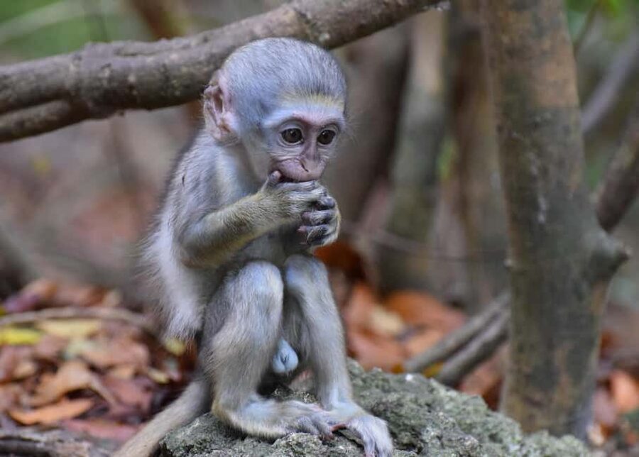 Monkey Feeding & Historic Sugar Plantation & Rum Distillery - St Nicholas Abbey brings plantation history into focus