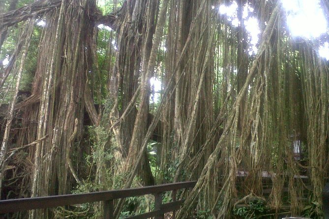 Monkey Forest, Ubud, Waterfall and Rice Terrace - Sacred Monkey Forest, the most famous first stop