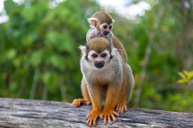Monkeyland and Plantation Safari from La Romana - Key points to know before you book