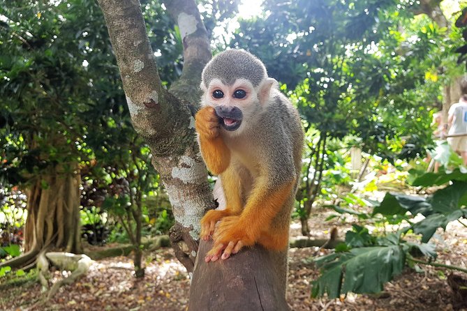 Monkeyland and Plantation Safari from La Romana - What the five to six hour schedule really means