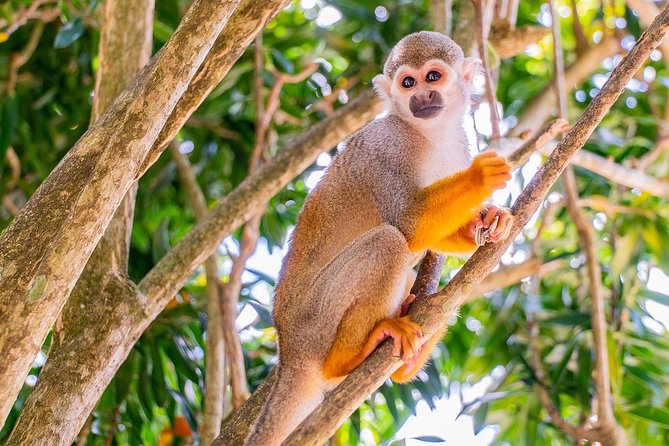 Monkeyland & Plantation Safari Full Day from Juan Dolio - A farm visit before the monkeys