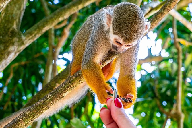 Monkeyland & Plantation Safari Full Day from Juan Dolio - Forty-five minutes with the squirrel monkeys