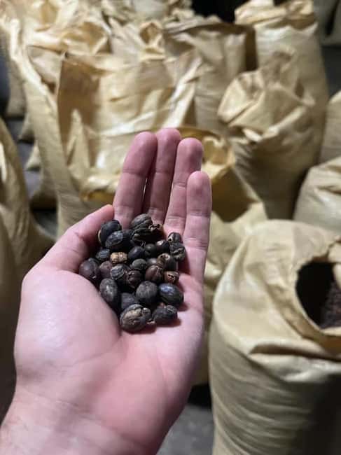 Monte Alto Factory Coffee Tour: Jarabacoa Experience - Key points to know before you go