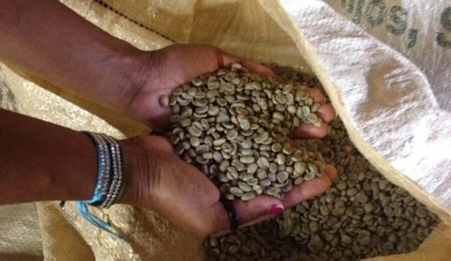 Monte Alto Factory Coffee Tour: Jarabacoa Experience - How the guide affects the experience