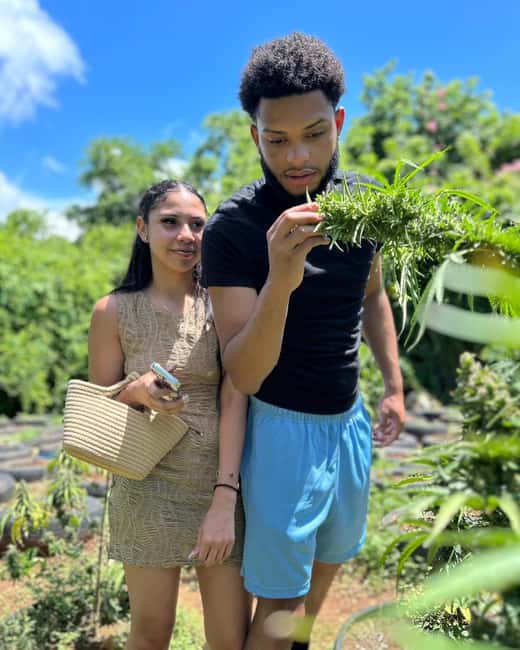 Montego Bay: Cannabis Farm, Bamboo Rafting, & Foot Massage - A Montego Bay outing with three very different moods