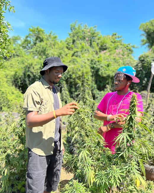 Montego Bay: Cannabis Farm, Bamboo Rafting, & Foot Massage - Should you book this Montego Bay tour?