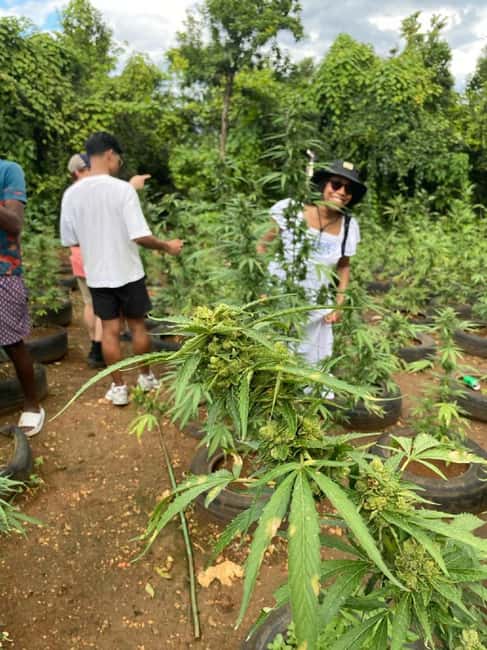 Montego Bay: Marijuana Farm and Bird Sanctuary Tour - What you are really booking from Montego Bay