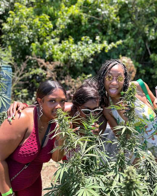 Montego Bay: Marijuana Farm and Bird Sanctuary Tour - Inside the marijuana nursery