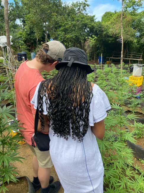Montego Bay: Marijuana Farm and Bird Sanctuary Tour - The exotic-bird sanctuary visit