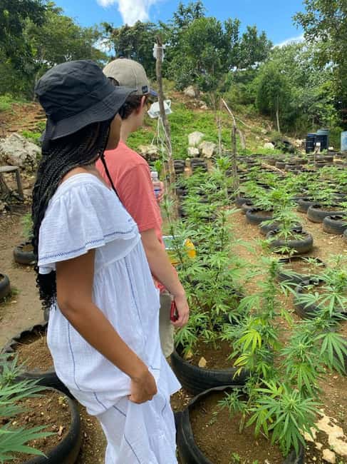 Montego Bay: Marijuana Farm and Bird Sanctuary Tour - Food after the two stops