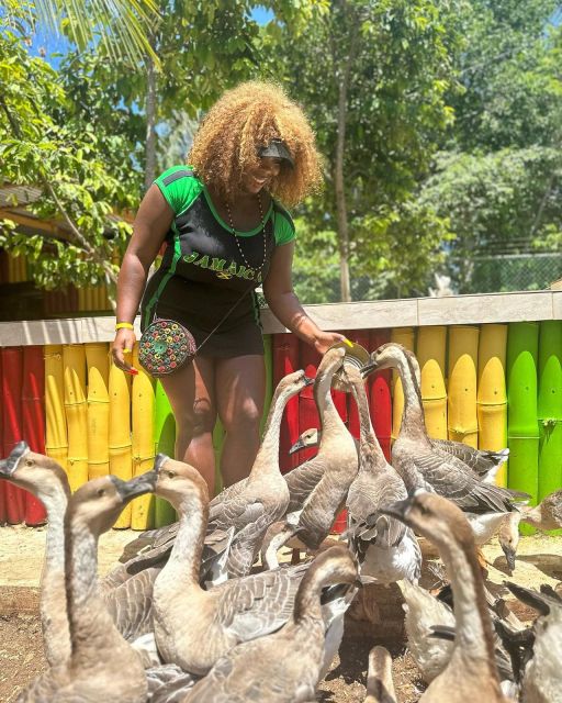 Montego Bay: Marijuana Farm and Bird Sanctuary Tour - How the price compares with the experience
