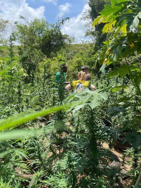 Montego Bay: Marijuana Farm Private Tour with Transportation - Practical advice for a smoother visit