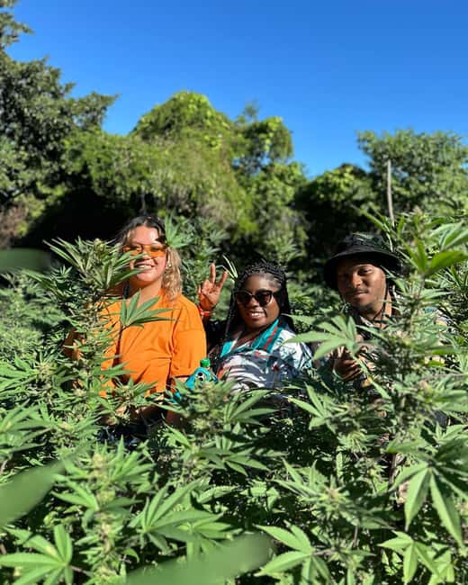 Montego Bay: Marijuana Farm Private Tour with Transportation - A hands-on stop, if the season allows