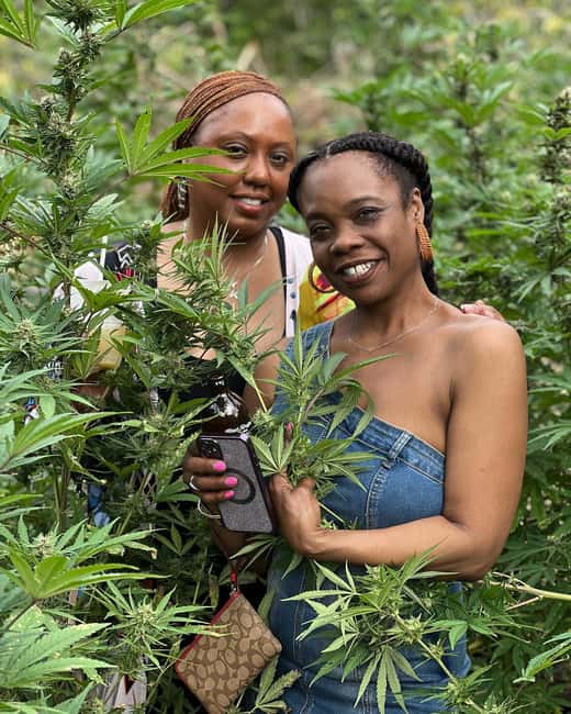 Montego Bay: Marijuana Farm Private Tour with Transportation - What the $133 price buys you