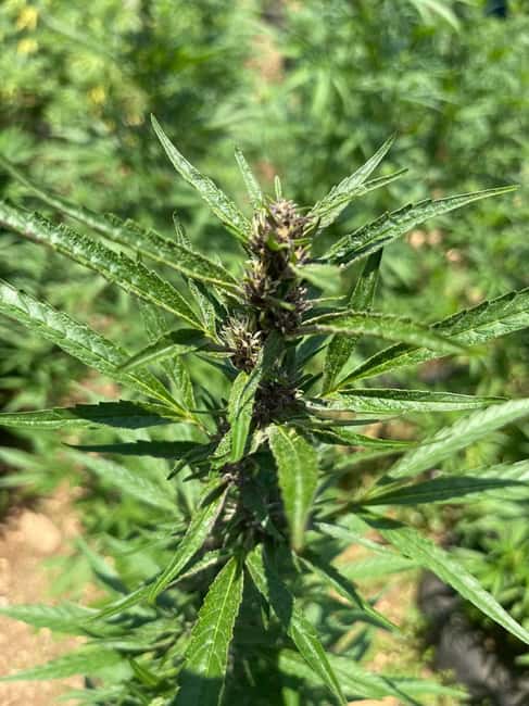 Montego Bay: Marijuana Farm Private Tour with Transportation - Who will enjoy this experience most