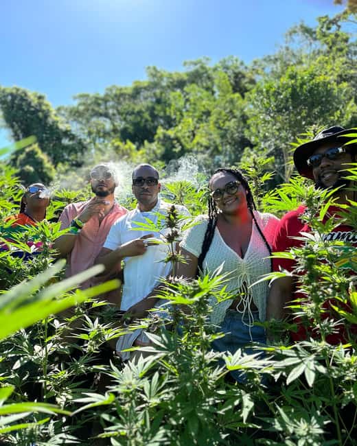 Montego Bay: Marijuana Farm Private Tour with Transportation - First look at Jamaican cannabis culture
