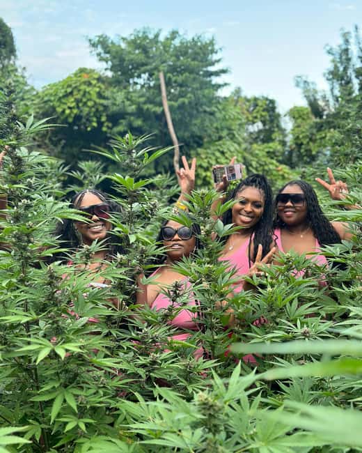 Montego Bay Marijuana Farm Tour - Culture, medicine, and the role of the guide
