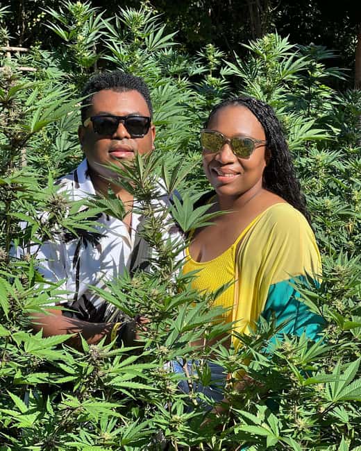 Montego Bay Marijuana Farm Tour - The question of sampling
