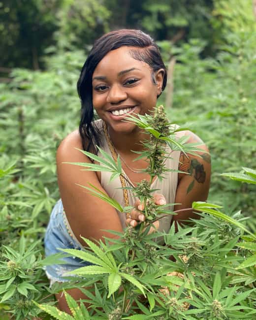 Montego Bay Marijuana Farm Tour - From seeds to rows of mature plants