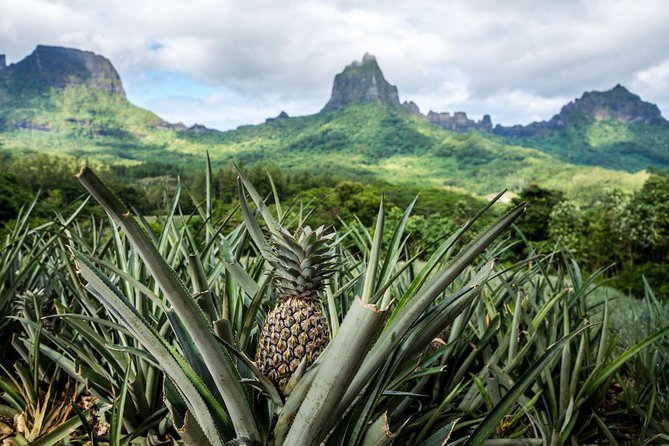 Moorea 4WD Tour Inc. Belvedere, Pineapple Farm, Magic Mountain... - Tropical Garden adds plants, vanilla, and a tasting stop