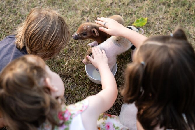 Morning Farm Experience near Gympie & Noosa - A farm morning built around doing, not just looking