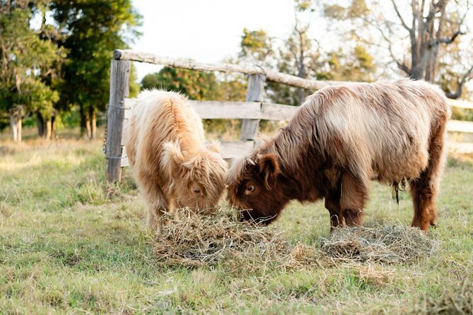 Morning Farm Experience near Gympie & Noosa - Meeting Cupcake, Apollo, and Jock