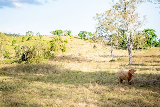 Morning Farm Experience near Gympie & Noosa - Practical details for the morning