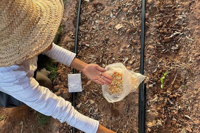 Moroccan Cooking Class and Eco-Farm Visit - Full day - A quiet afternoon under the olive trees