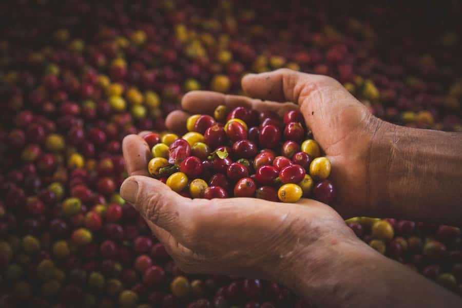 Most complete COFFEE TOUR at local family farm - Harvesting and processing, step by step
